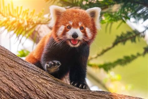 50 Adorable Facts About The Red Pandas You Have To Know - Facts.net