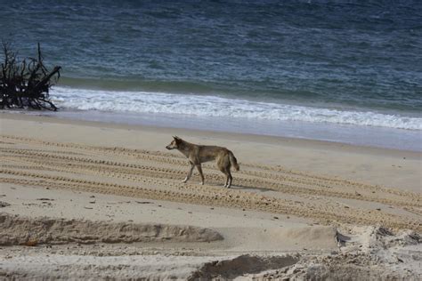 Dingo from fraser island by jajwhth on DeviantArt