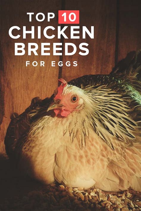 10 Best Egg Laying Chicken Breeds (up to 300 per Year!)