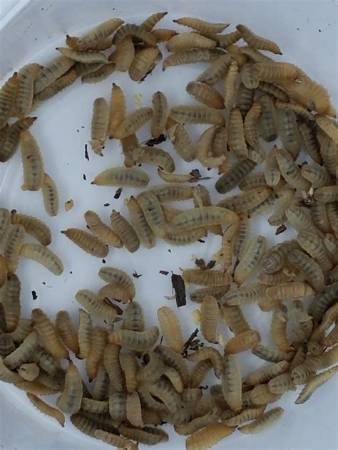 Buy Live Black Soldier Fly Larvae (Same Insect as Phoenix Worms ...