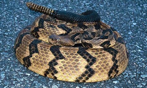 Man celebrating birthday dies after timber rattlesnake bites him twice ...