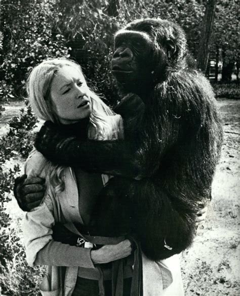 Koko, the beloved gorilla who communicated using sign language, has died