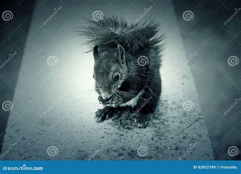 Squirrel eating hazelnuts stock image. Image of funny - 83922189