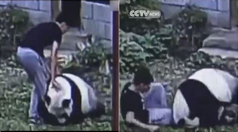 Watch: ‘Cute’ giant panda attacks irritating man, who woke him up! | The Indian Express