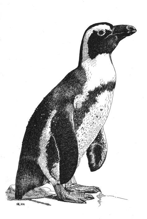 9 Best Penguin sketch ideas | penguin sketch, penguins, penguin art