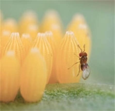 Parasitic wasps hitchhike on butterflies by smelling for chemical chastity belts