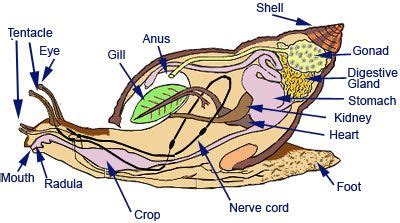 Snail Anatomy Biology Lessons, Science Biology, African Snail, Snail Farming, Vet Tech School ...