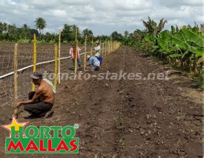 Tomato stakes, for support in the growth of tomatoes. - Tomato Stakes