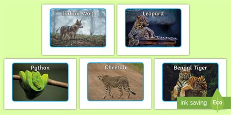 What are Indian Animals? | Twinkl - Twinkl