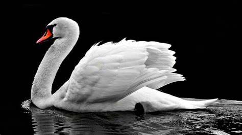 White Swan Wallpaper - Animals HD Wallpapers - HDwallpapers.net