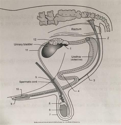 Cattle Male Reproductive Tract Diagram | Quizlet