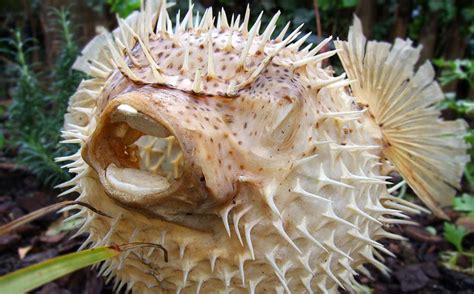 Family Mistakenly Eats Poisonous Pufferfish, Hospitalized