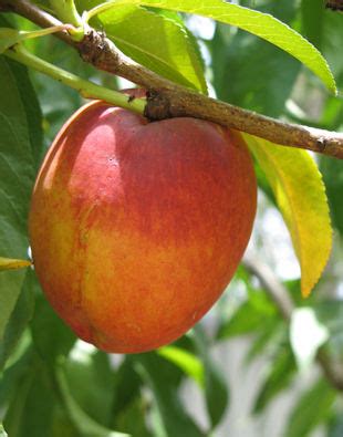 Simply Suburbia: PLUMCOT TREE