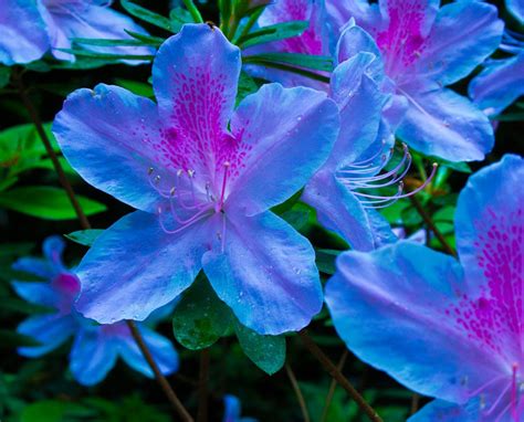 Blue Azalea | Fiore estetico, Piante, Coltivare i fiori