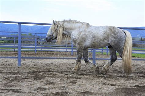 Percheron Horse Information and Pictures - PetGuide | PetGuide