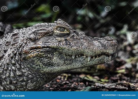 Broad-snouted Caiman Head 1 Stock Photo - Image of population, ugly ...