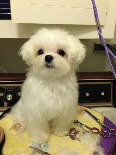 examples of puppy haircuts for a maltese - Yahoo Search Results | Hund