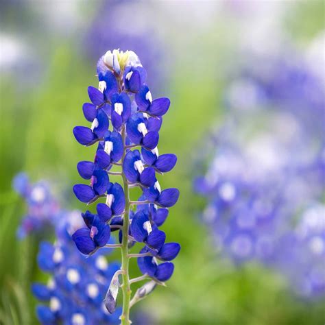 Lupine Flower Garden Seeds - Texas Blue Bonnet - 1 Lb - Perennial Flower Gardening Seeds ...