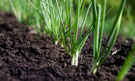 Chives vs Scallions: What’s the Difference? - A-Z Animals