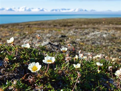 Learn How Different Plants Of The Tundra Survive | Gardening Know How