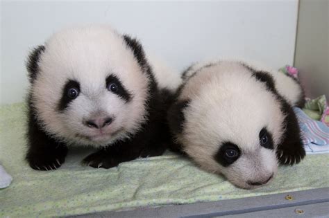 Twin panda cubs at Atlanta zoo given names | GMA News Online