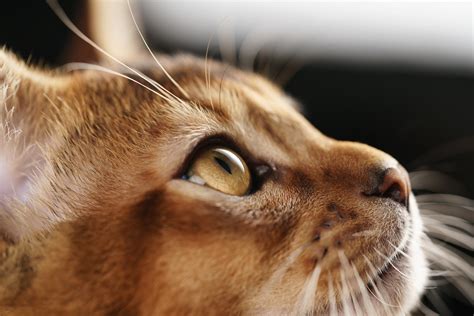 How to Tell if Your Abyssinian Cat is a Mix - AbyssinianCat.org