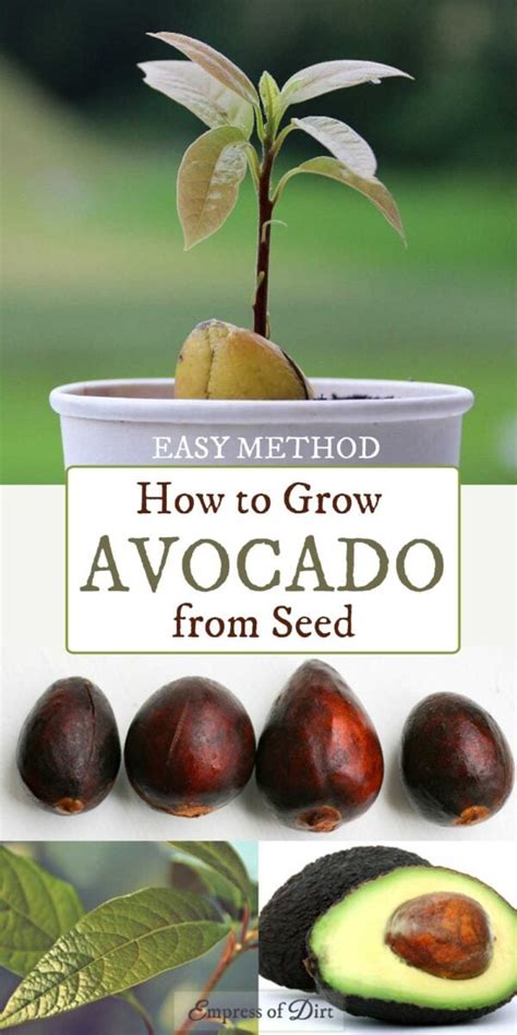 How to Grow an Avocado from Seed (Easy Method) — Empress of Dirt