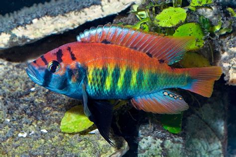 Breeding African Cichlids: A Step-By-Step Guide