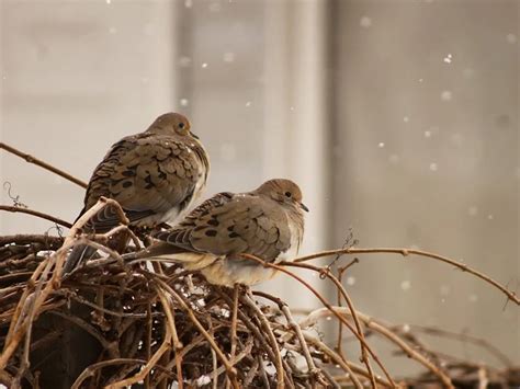 Mourning Dove Symbolism: 6 Spiritual Meanings Characterized - Faith3