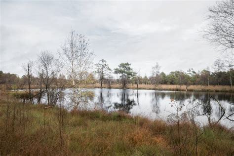 Beautiful moor landscape stock photo. Image of heath - 102920892