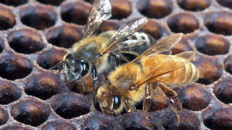 Discover the Amazing Life of Africanized Bees – Animal Encyclopedia