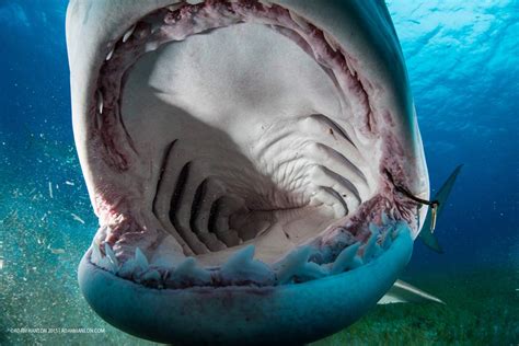 Open wide: Go inside the mouth of a tiger shark | sharks | Earth Touch News