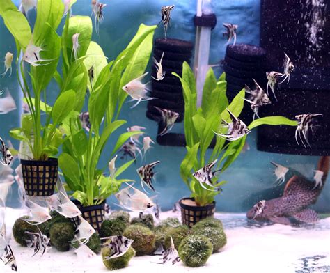 Using Live Plants in Your Home Aquarium