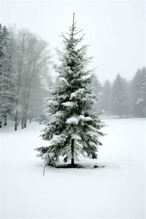 Pine trees or decorated christmas tree covered by snow on beautiful winter. Christmas theme ...