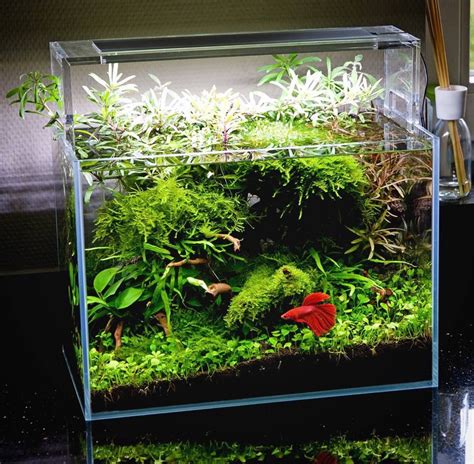 AQ*44 — Beautiful planted tank for a Betta with simple...