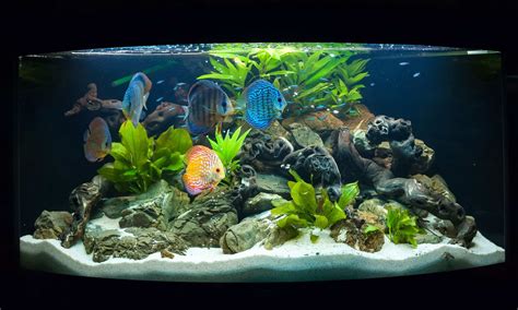 Aquarium Rock: Guide to Types of Aquarium Rocks & More - Fish Laboratory