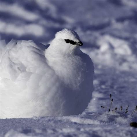 Birdwatching - Visit Norway