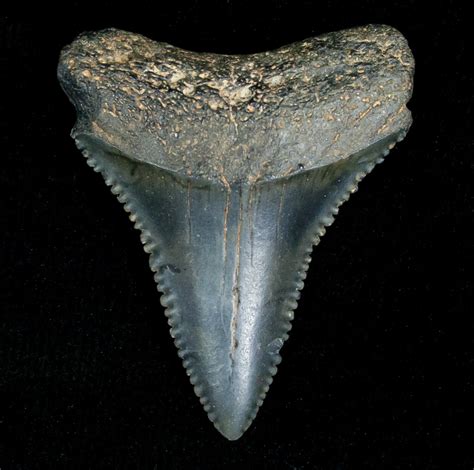 Fossil Great White Shark Tooth - 1.33 Inches For Sale (#5147) - FossilEra.com