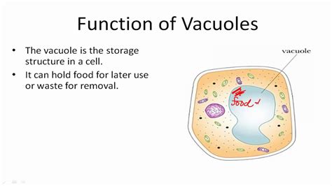 Vacuole definition animal cell