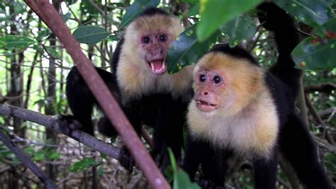 two monkeys hugging posing jungle Stock Footage Video (100% Royalty-free) 1479307 | Shutterstock