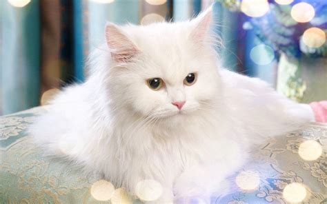 White Cat Wallpapers - Top Free White Cat Backgrounds - WallpaperAccess