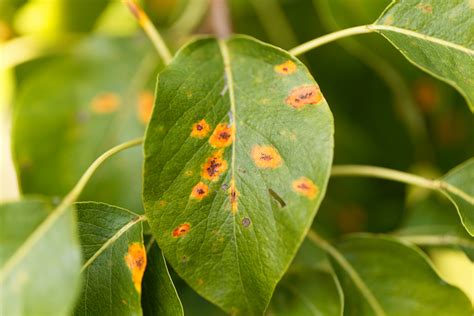 Pear rust disease, Gymnosporangium sabinae - Alexander Tree Care