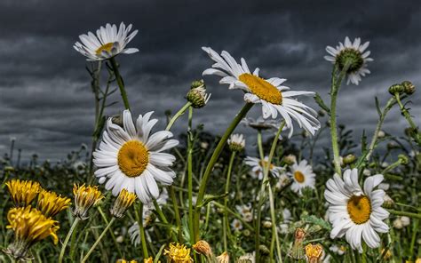 Field of Daisies Wallpapers - 4k, HD Field of Daisies Backgrounds on WallpaperBat