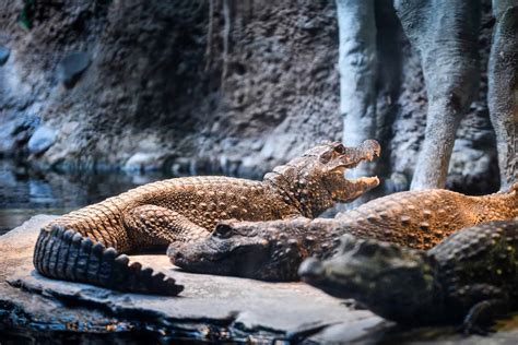 Meet the World's Weirdest Crocodile Species (They're Orange and Live in Caves!) - A-Z Animals