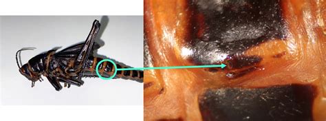 Insect Anatomy – The Abdomen – UNBC BIOL 322, Entomology