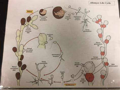 Glomeromycota Life Cycle