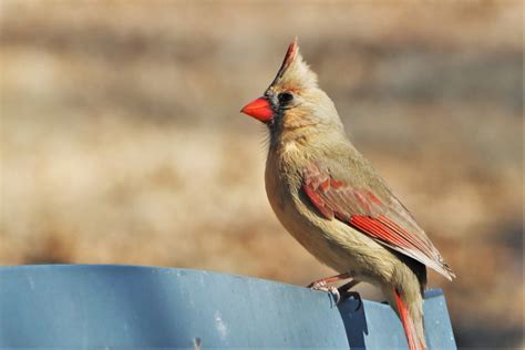 Female Cardinal Bird Close-up Free Stock Photo - Public Domain Pictures