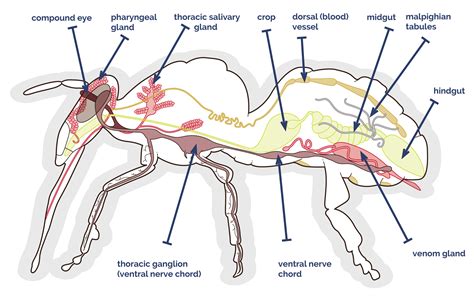 Insect Anatomy | Six-Legged Science: Unlocking the Secrets of the Insect World — Museum of the Earth