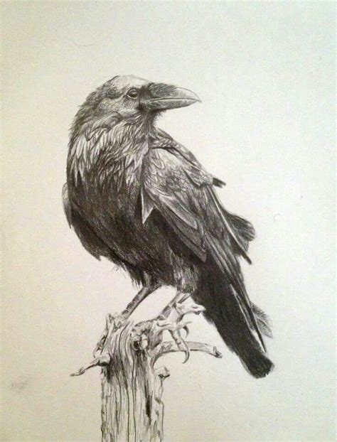 raven drawings - Google Search | Crows drawing, Bird drawings, Bird sketch