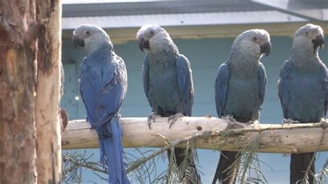 Is The Blue Macaw Extinct? Interesting Facts & FAQs!